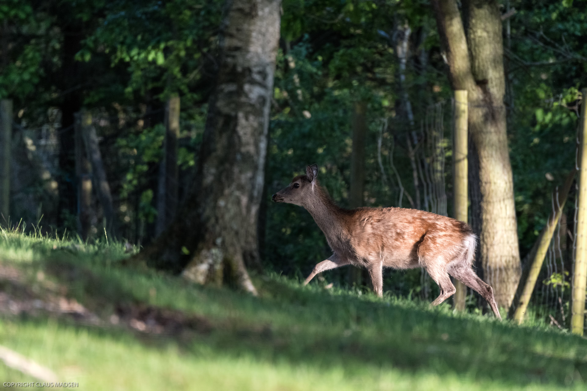 Esbjerg_2019_5_Deer Park_10