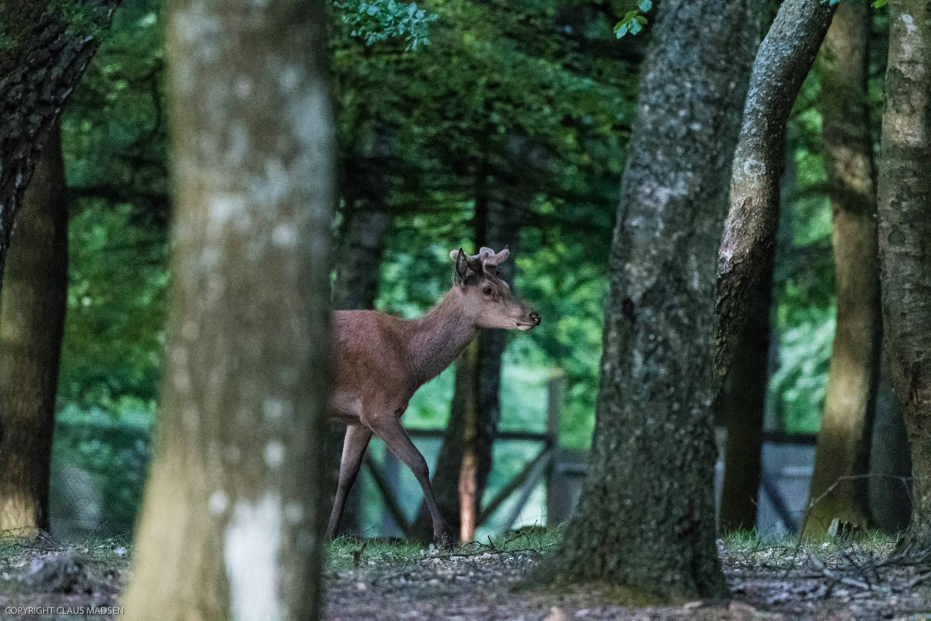 Esbjerg_2019_5_Deer Park_19