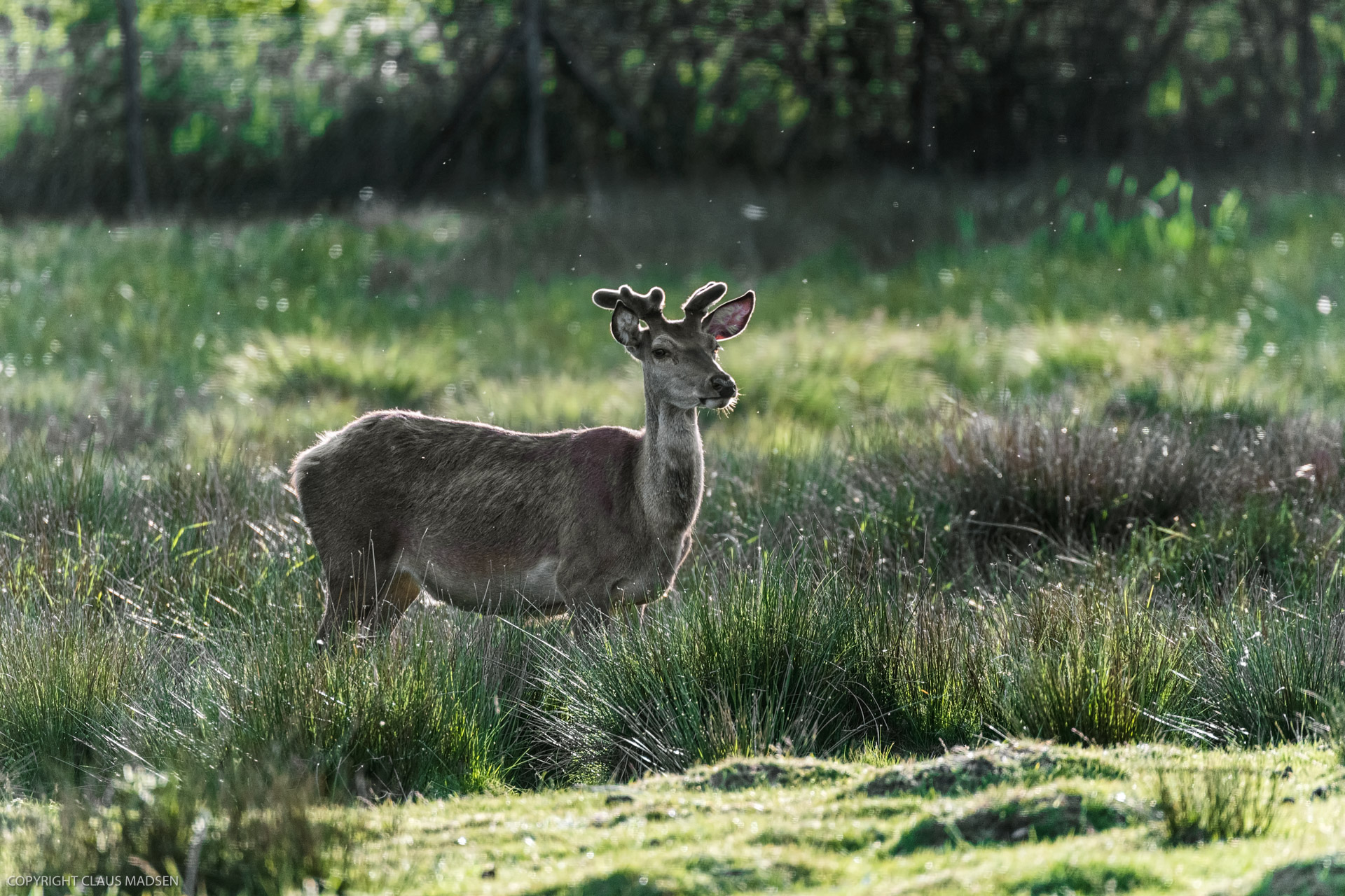 Esbjerg_2019_5_Deer Park_9