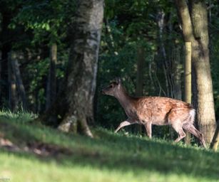 Esbjerg_2019_5_Deer Park_10